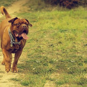 A large brown dog with a silver chain collar walks on a dirt path through a grassy field, with its tongue out and tail wagging.