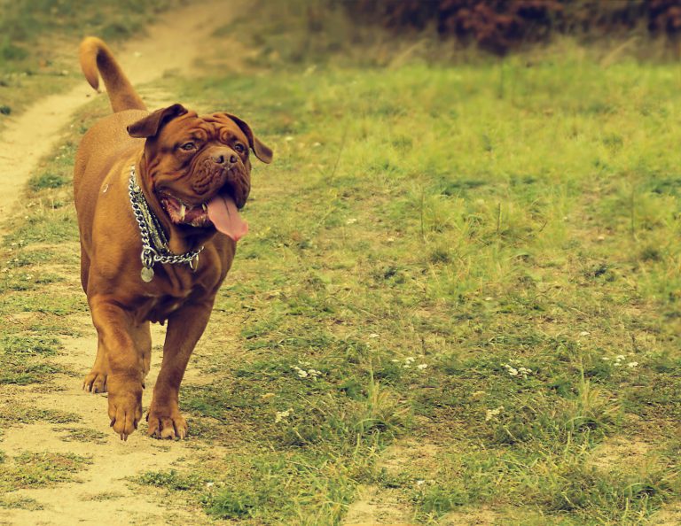 A large brown dog with a silver chain collar walks on a dirt path through a grassy field, with its tongue out and tail wagging.