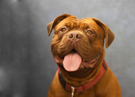 A brown dog with a red collar looks ahead, tongue out and mouth slightly open, set against a blurred gray background.
