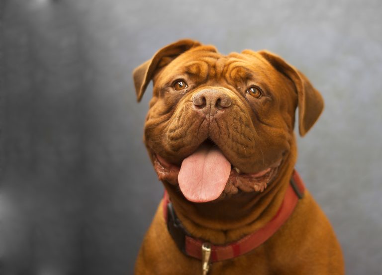 A brown dog with a red collar looks ahead, tongue out and mouth slightly open, set against a blurred gray background.