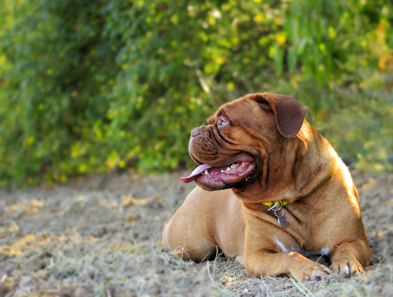 Brown dog lying on the ground with tongue out, looking to the side, surrounded by greenery.