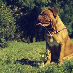 A brown dog wearing a medal sits on grass next to a trophy, with bushes and trees in the background.