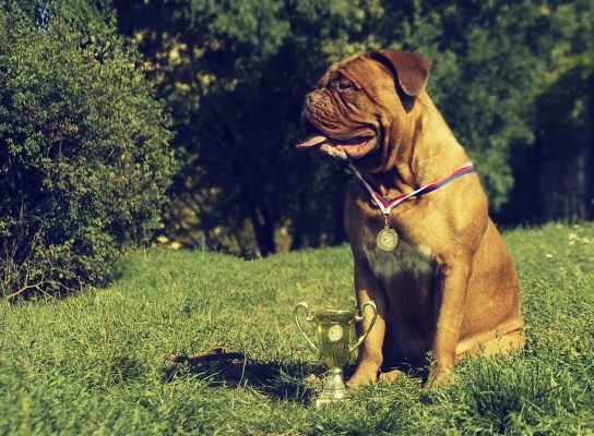 A brown dog wearing a medal sits on grass next to a trophy, with bushes and trees in the background.