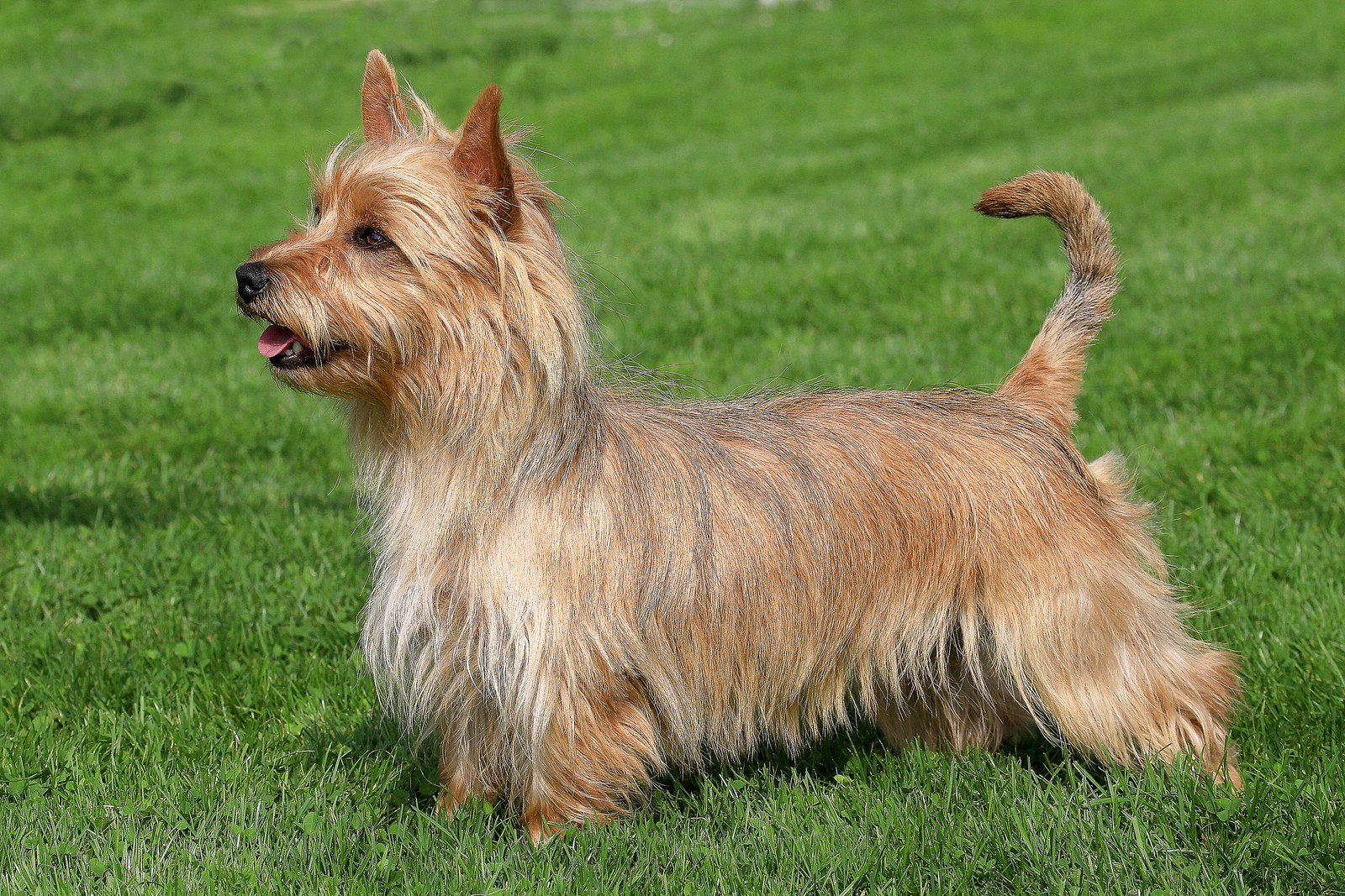 A small, long-haired terrier with a brindle coat stands on green grass, facing left with its mouth open and tail raised.