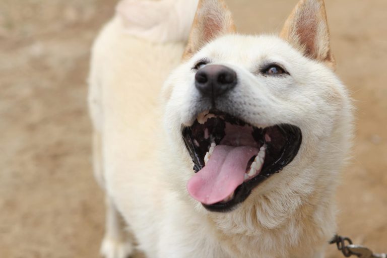 A white dog with its mouth open and tongue out stands on a dirt surface, looking upwards.