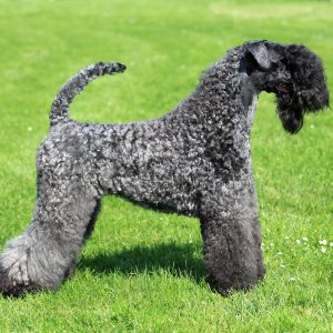 A groomed Kerry Blue Terrier stands on lush green grass.