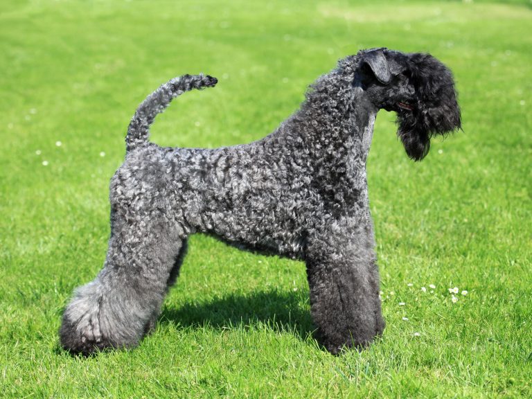 A groomed Kerry Blue Terrier stands on lush green grass.