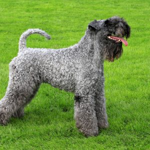 A curly gray dog with a black snout and floppy ears stands on green grass, facing left, with its tongue out.