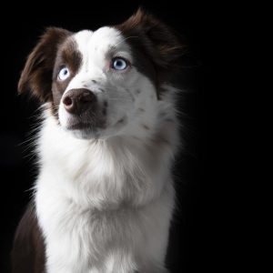 A white and brown dog with blue eyes looks to the side against a black background.