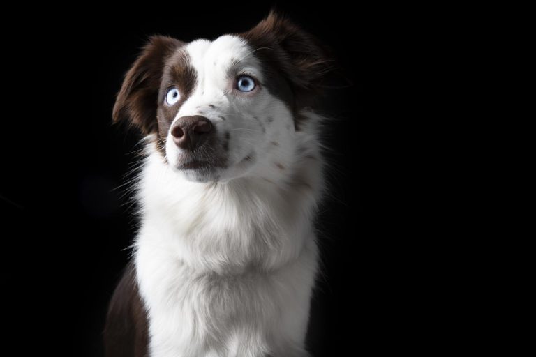 A white and brown dog with blue eyes looks to the side against a black background.