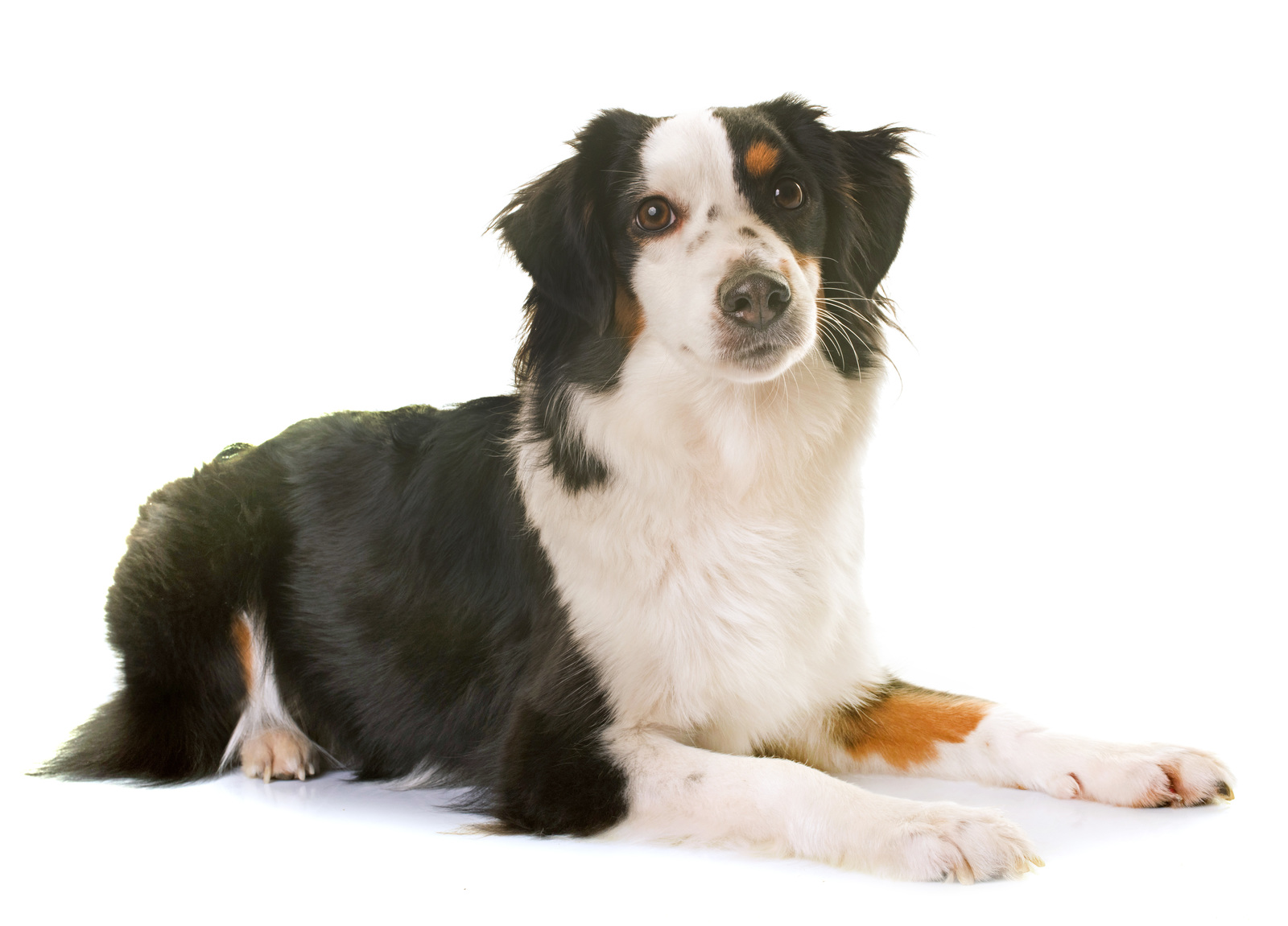A black, white, and brown dog with medium-length fur is lying down against a white background, looking forward.