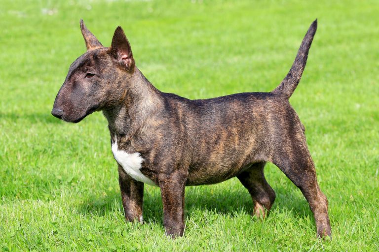 A brindle and white bull terrier stands on green grass, looking to the side.
