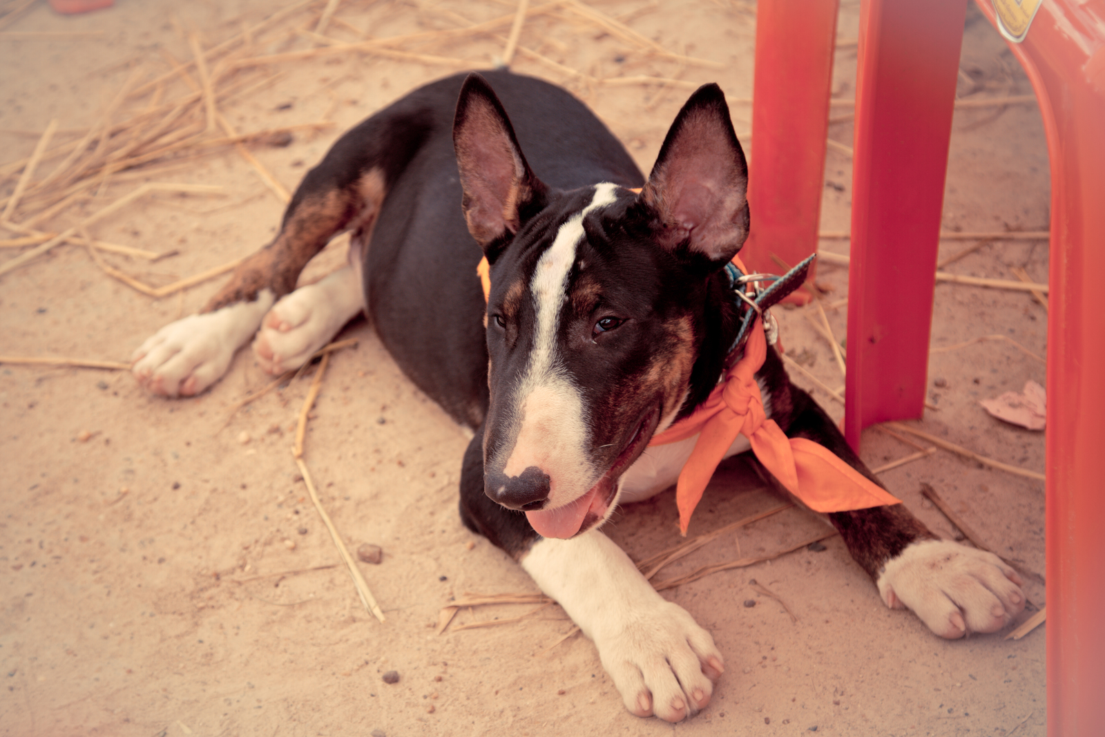 A black and white bull terrier puppy with a black nose and orange bandana lies on sandy ground near a red chair.