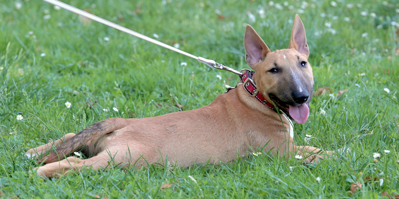 Brown Bull Terrier lying on grass, wearing a red collar and leash, tongue out.