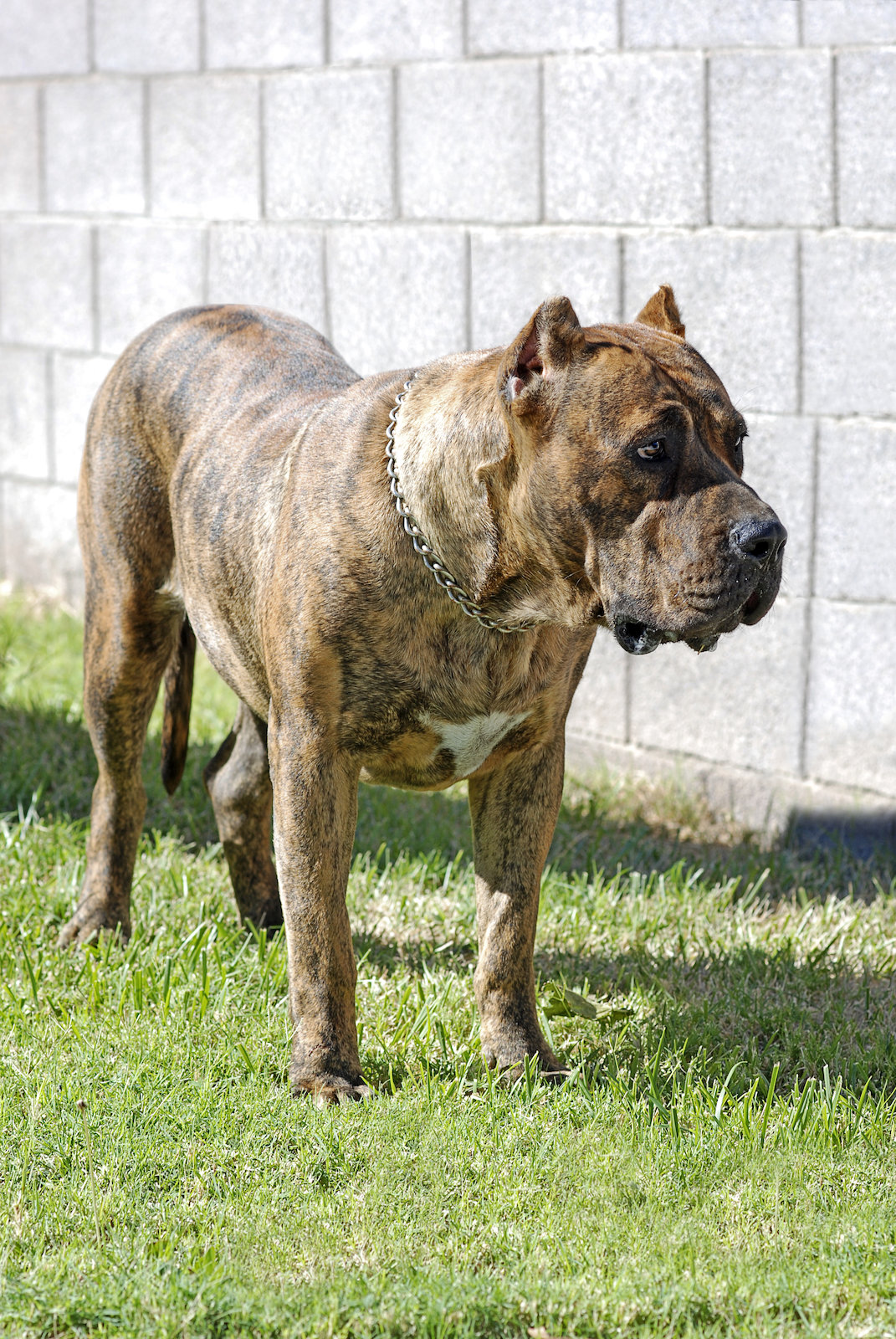 Brindle-colored dog wearing a chain collar stands on grass in front of a block wall.