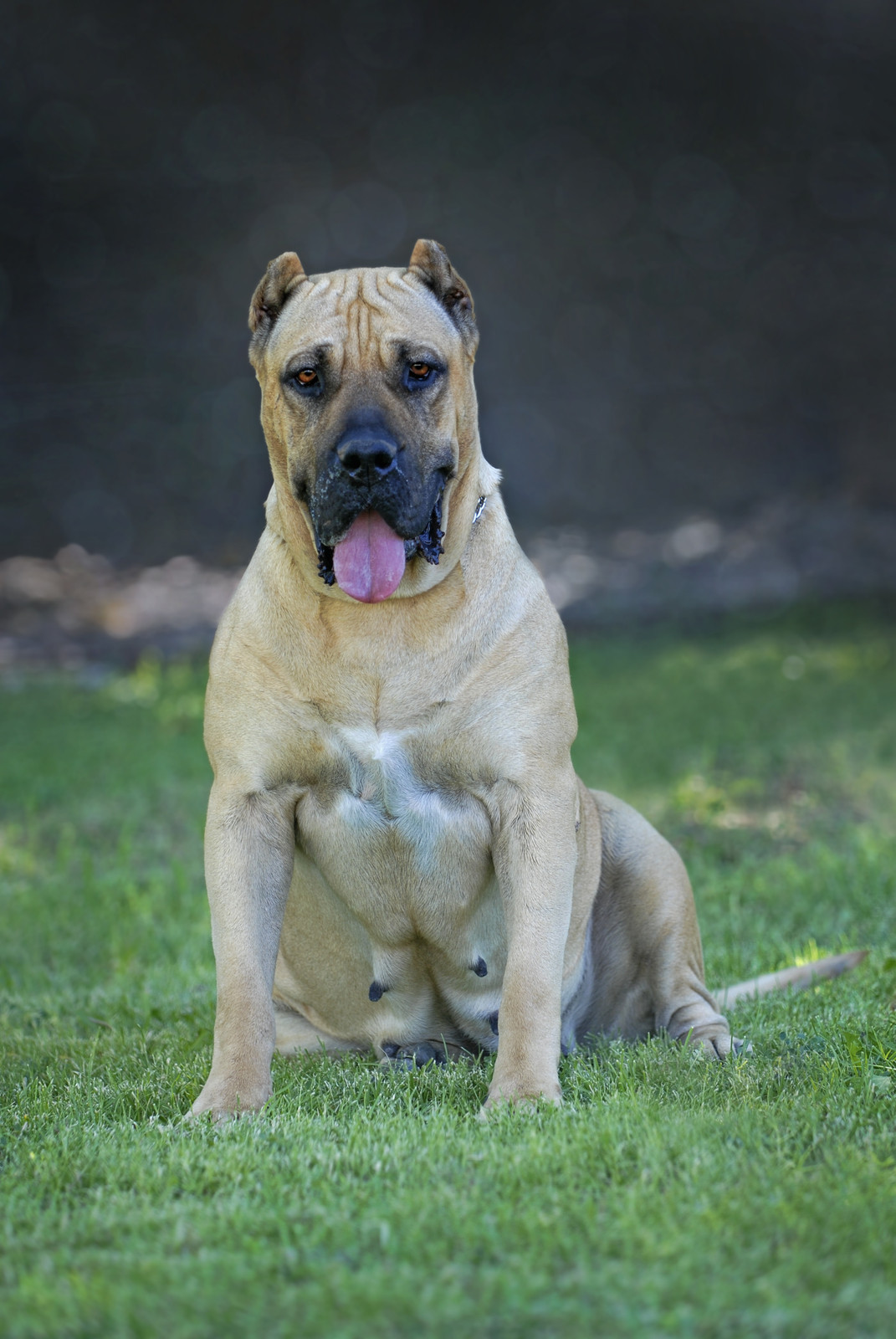 A large brown dog with a muscular build sits on grass, tongue out, facing forward. The background is blurred with dark and light patches.