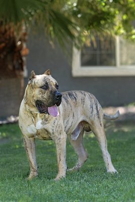 Brindle Mastiff standing on grass, looking to the side with tongue out, sunlight filtering through nearby trees.