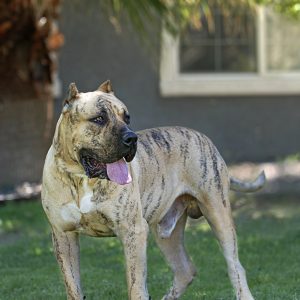 Brindle Mastiff standing on grass, looking to the side with tongue out, sunlight filtering through nearby trees.