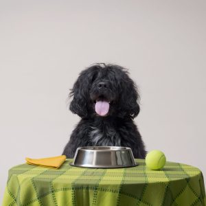 A shaggy black dog sitting behind a table with a green checkered cloth, a yellow cloth, a tennis ball, and a metal bowl. The dog's tongue is out and its ears are floppy.