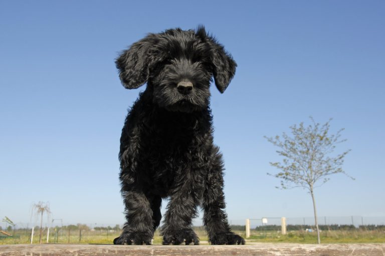 Black curly-haired dog standing outdoors on a wooden surface with a clear blue sky and a tree in the background.
