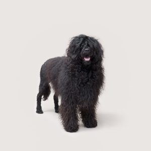 A large black dog with shaggy fur stands against a plain white background, facing forward with its mouth slightly open.