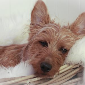 A brown, fluffy dog with pointy ears rests its head on a white, soft, furry surface in a basket.