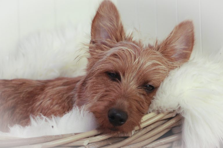 A brown, fluffy dog with pointy ears rests its head on a white, soft, furry surface in a basket.