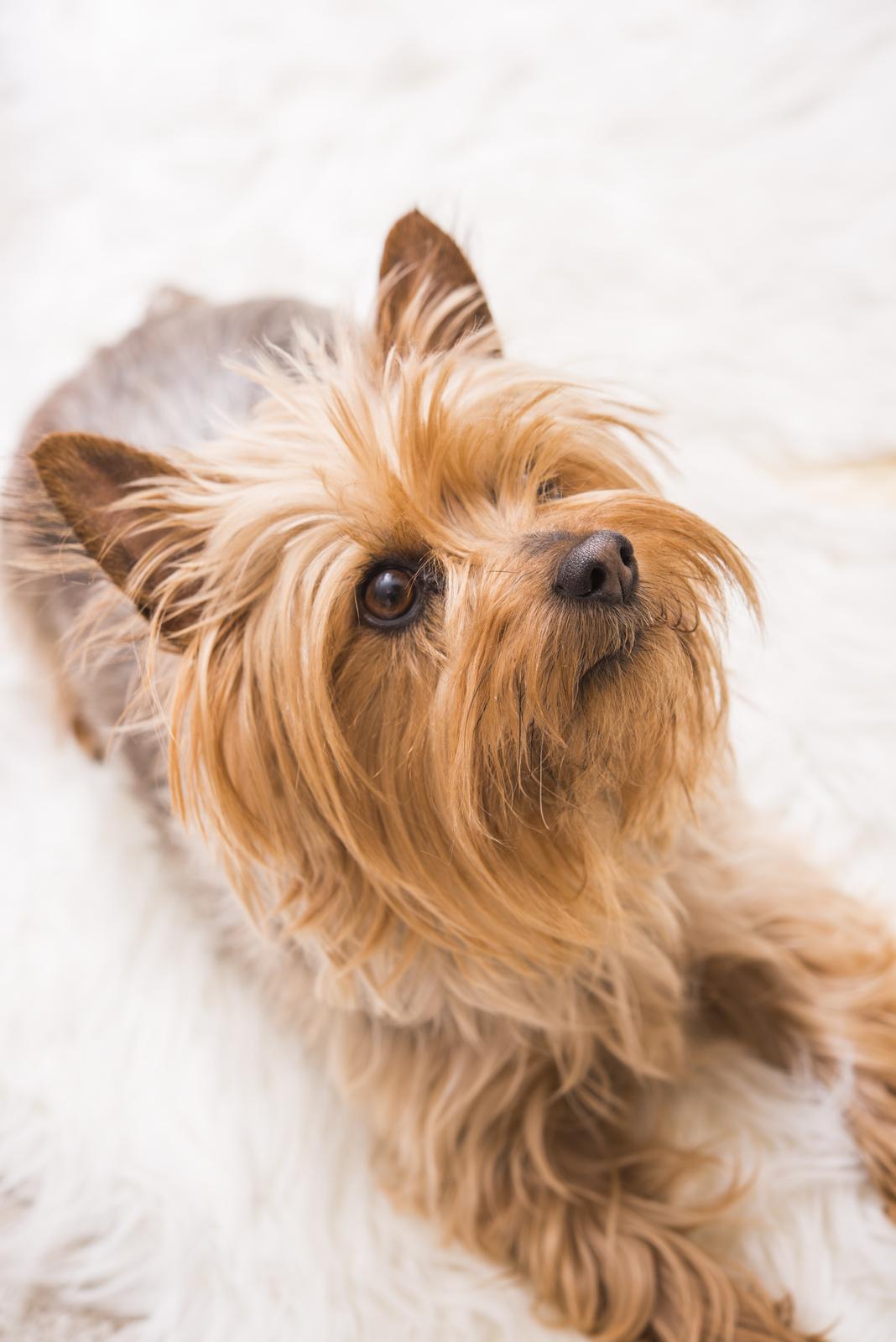 Yorkshire Terrier with long fur lies on a fluffy white rug, looking upward with alert ears.