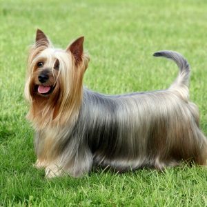 Yorkshire Terrier standing on grass, looking forward with its tongue out. The dog has long, silky fur and perky ears.