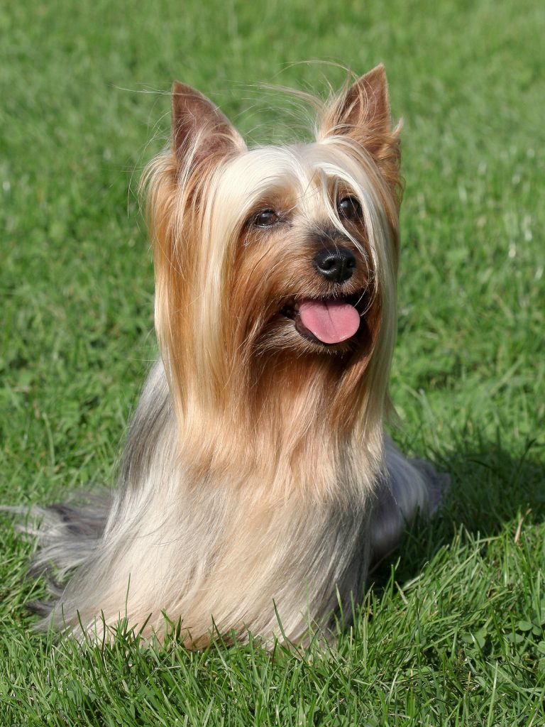 Silky Terrier dog with long tan and silver fur sitting on green grass, tongue out.