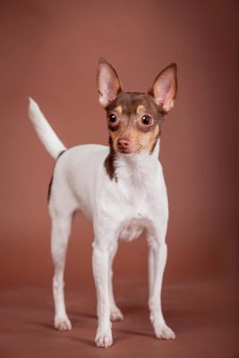 A small, alert dog with a white and brown coat stands on a brown background, facing forward.