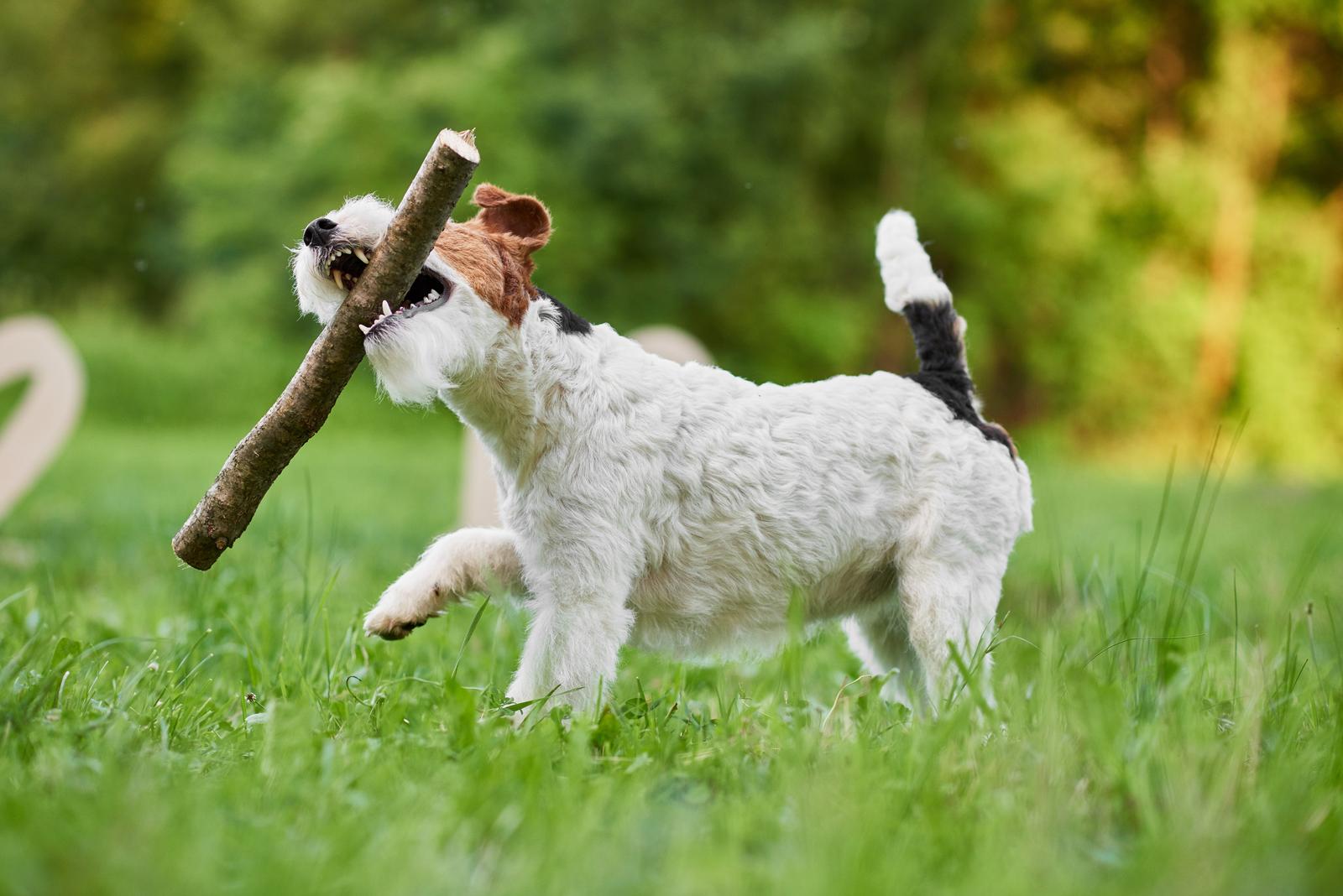 A dog is running on grass while carrying a stick in its mouth.