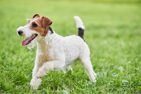 A white and brown dog with floppy ears runs on green grass, mouth open and tongue out.