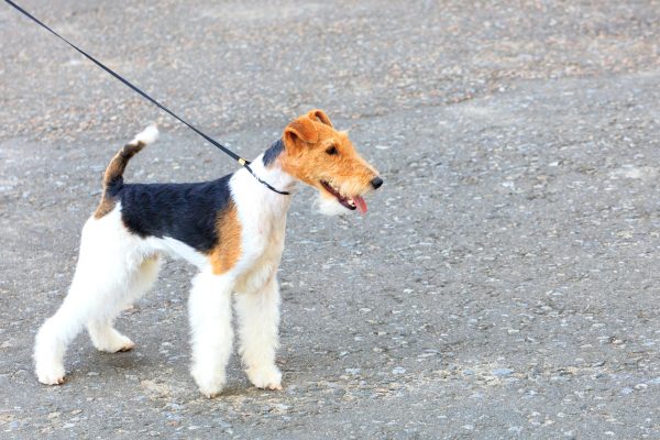 Wire Fox Terrier on a leash standing on a gravel surface, looking to the side with mouth open.