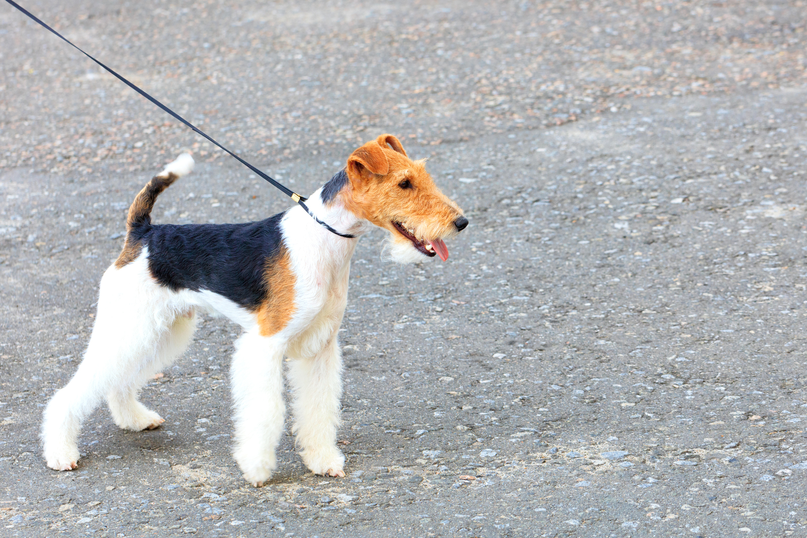 Wire Fox Terrier on a leash standing on a gravel surface, looking to the side with mouth open.