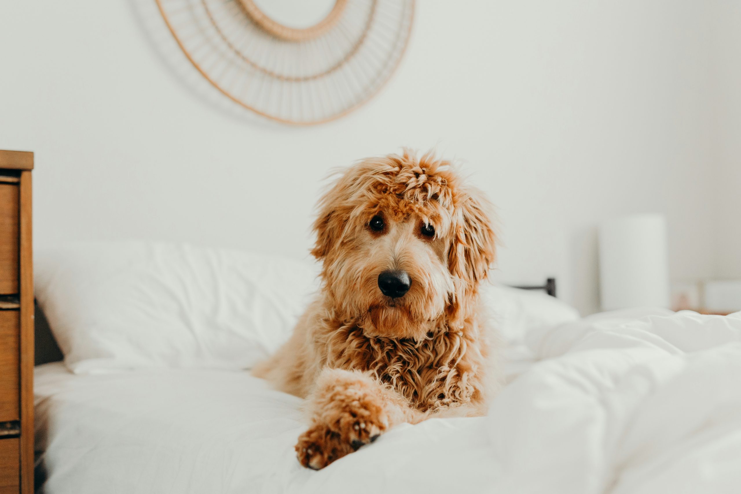 A fluffy brown poodle mix is lying on a white bed, with a decorative circular wicker piece adorning the wall behind it.