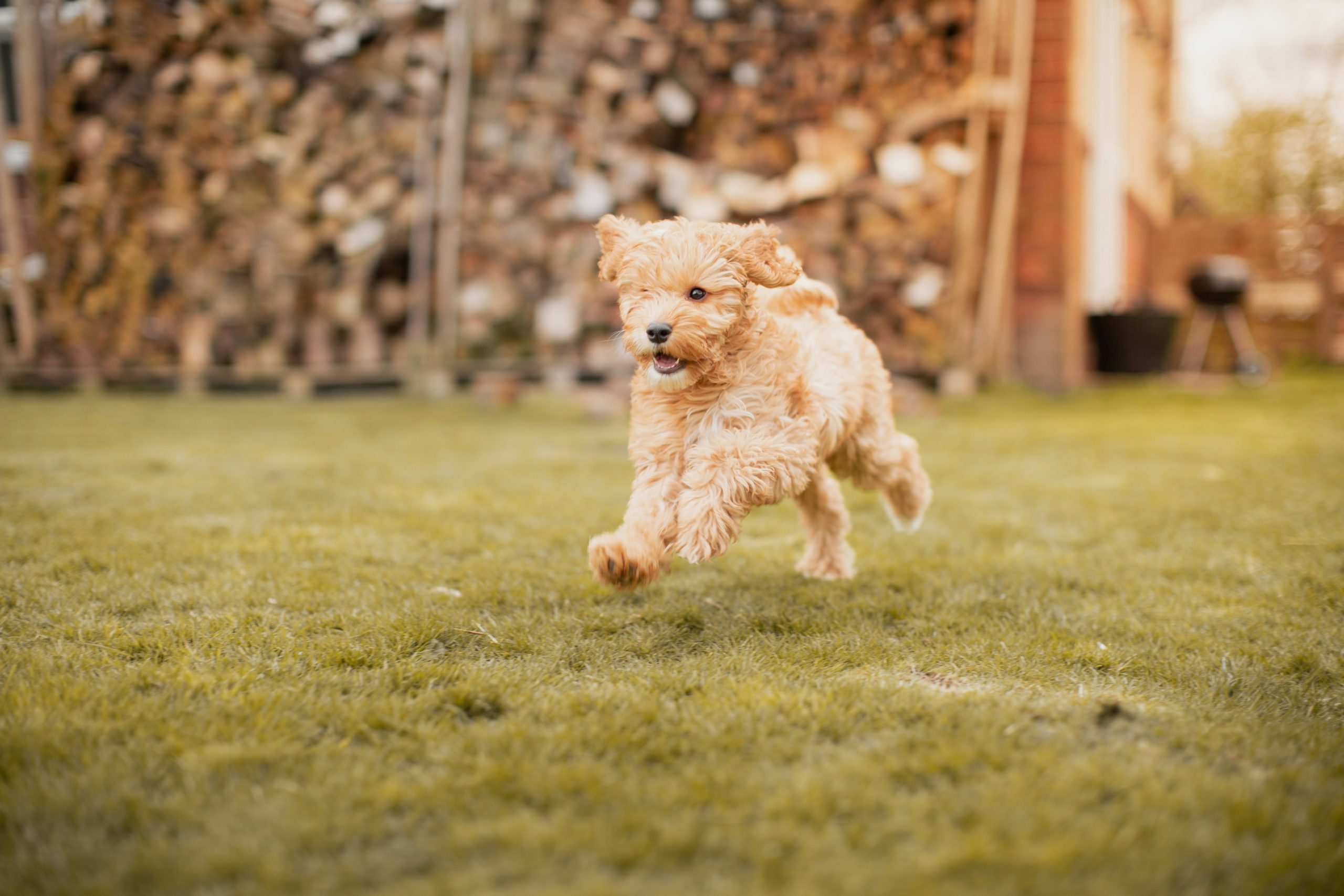 A fluffy, light brown poodle mix puppy is joyfully running on a grassy lawn, with a stack of firewood and a brick building in the background.