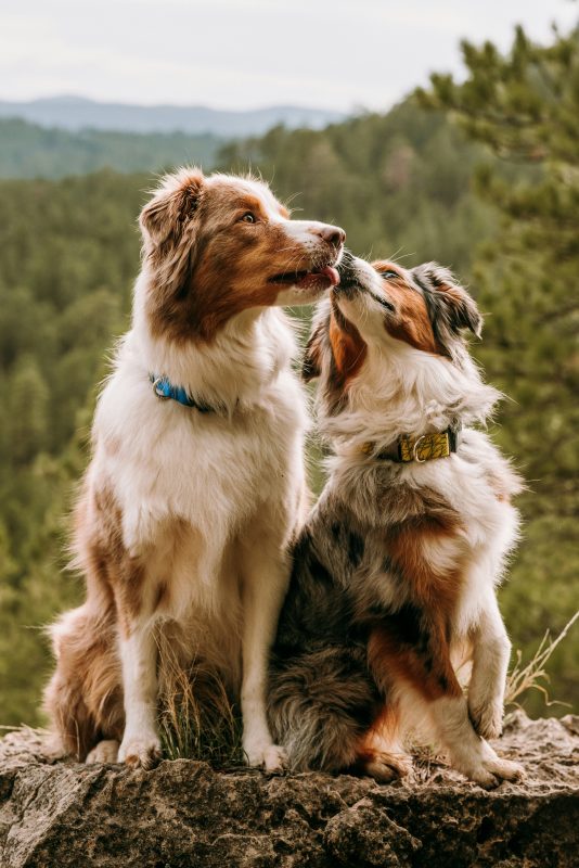 Two Australian Shepherd dogs sit on a rock outdoors, one licking the other's face, while pine trees and hills rise in the background—a peaceful moment reminiscent of an Australian Kelpie’s adventurous spirit.