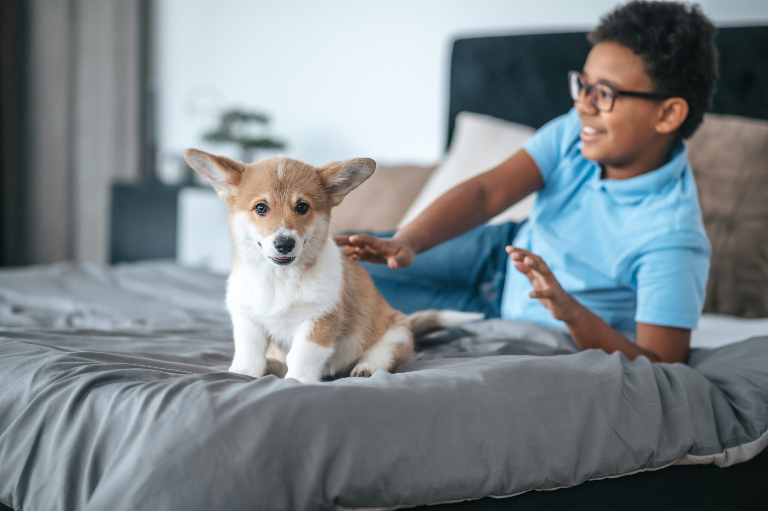 A young boy in glasses plays on a bed with a Pembroke Corgi puppy, who is sitting upright with its ears perked up.