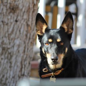 A black and tan Australian Kelpie with upright ears and a collar stands outdoors near a tree, looking directly at the camera.