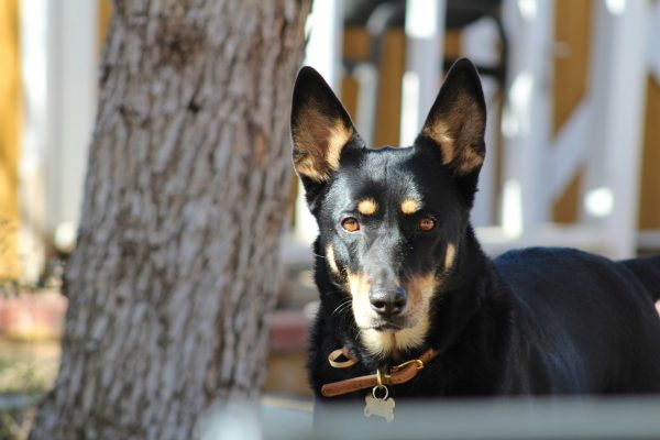 A black and tan Australian Kelpie with upright ears and a collar stands outdoors near a tree, looking directly at the camera.