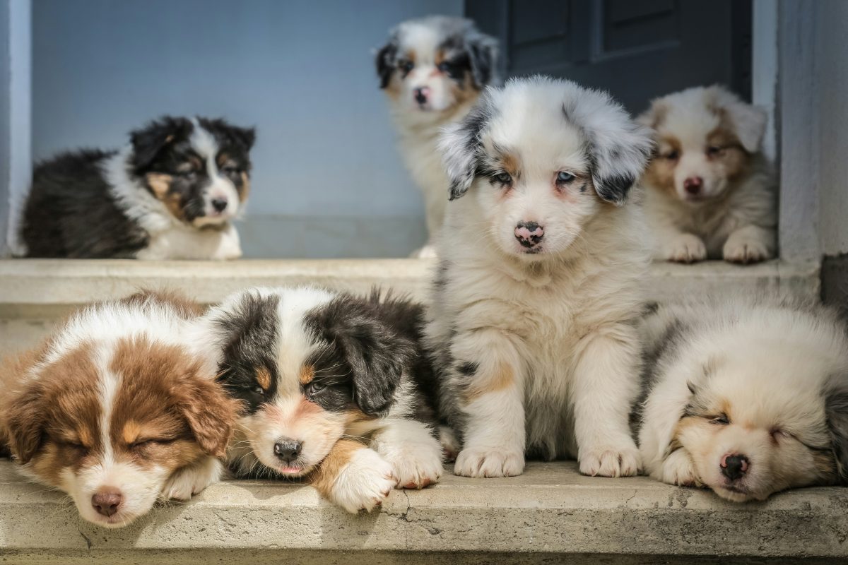 Six fluffy Australian Kelpie puppies rest and sit on concrete steps near a doorway, some lying down and some sitting, in natural daylight.