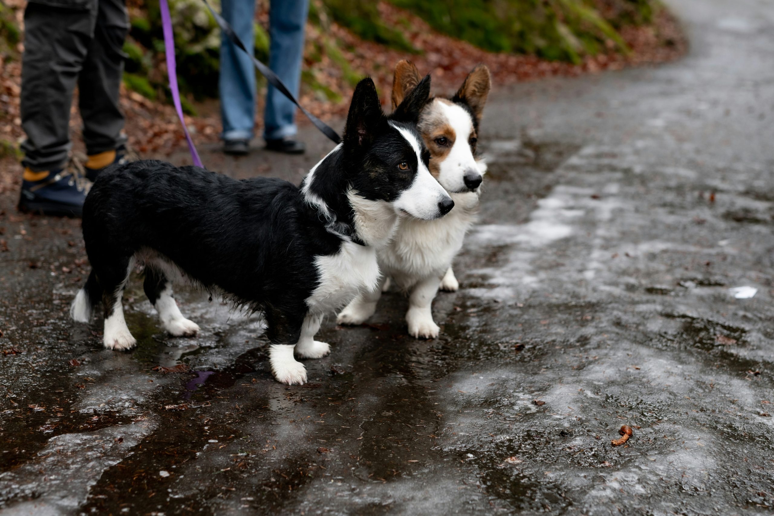 Two leashed Pembroke corgis, one black and white and one tan and white, stand on a wet, icy path with two people partially visible in the background.