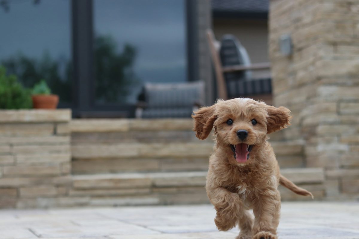 A small, brown, fluffy Cavachon puppy runs towards the camera on a stone patio in front of a house.