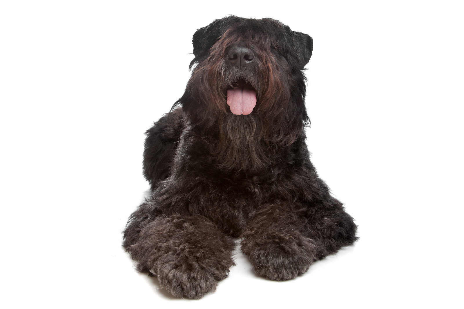 A large black dog with shaggy fur lies down, tongue out and facing forward, against a white background.