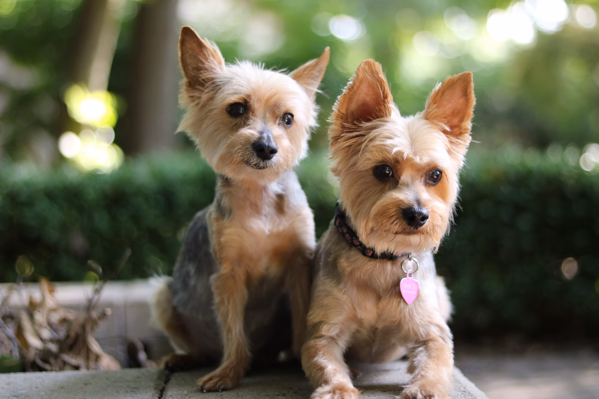 Two small Yorkshire Terriers, possibly with biewer terrier traits, sit closely together on a stone surface outdoors, their trimmed fur neat as greenery blurs in the background.