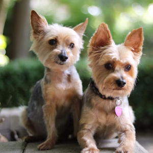 Two small dogs, possibly biewer terriers, with tan fur and pointed ears sit side by side outdoors, one wearing a collar with a pink tag. Greenery surrounds them in the background.