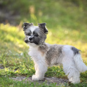 Small, fluffy biewer terrier with grey and white fur standing on grass in an outdoor setting with sunlight in the background.