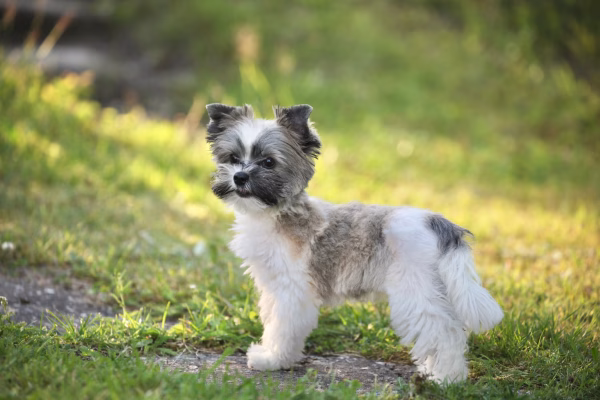 Small, fluffy biewer terrier with grey and white fur standing on grass in an outdoor setting with sunlight in the background.