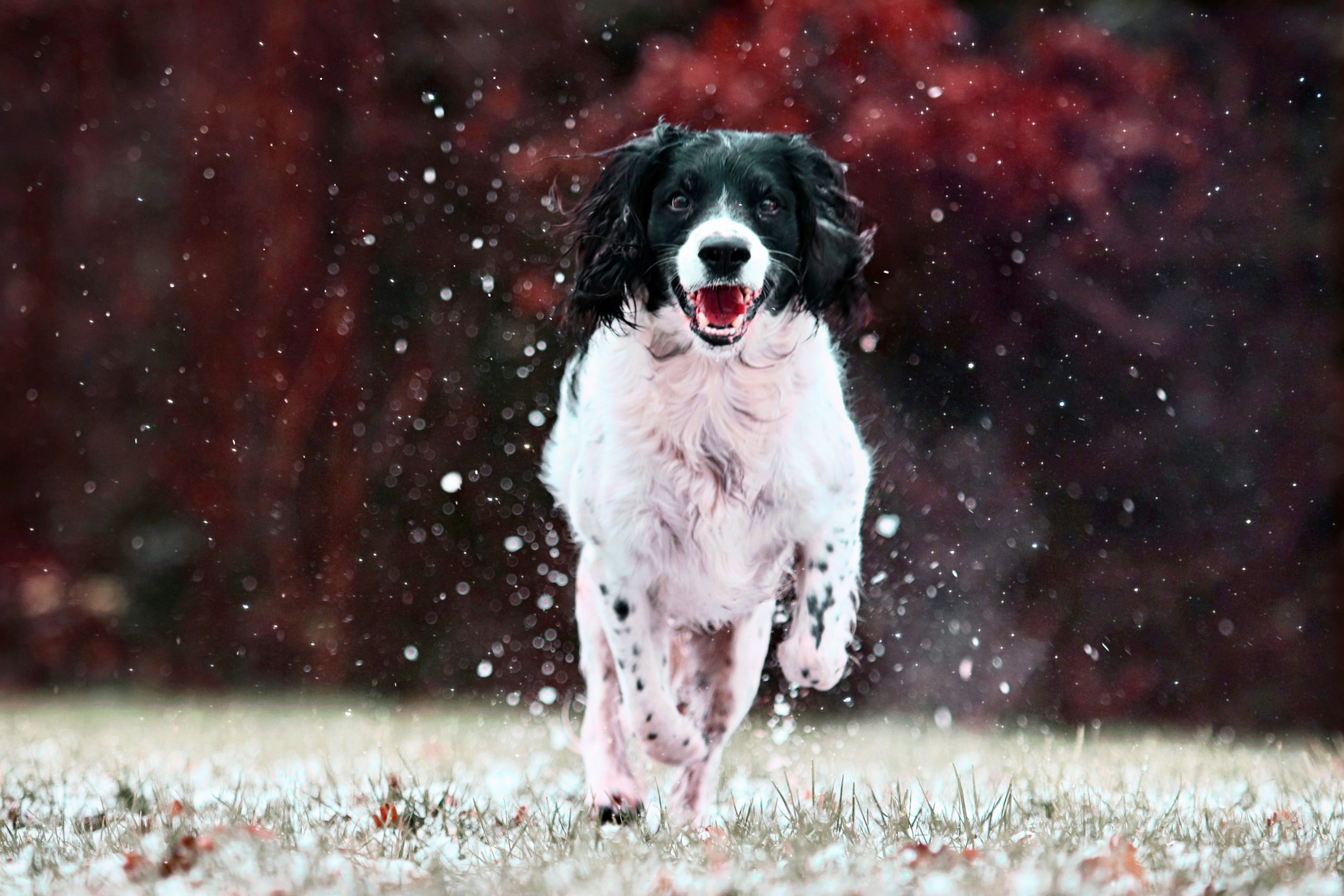 A black and white Brittany runs toward the camera on grass, with blurred red foliage in the background and water droplets in the air.